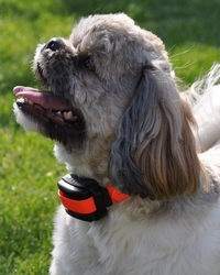 Dog Trace D- control  professional Orange 2000 - elektroniczna obroża treningowa