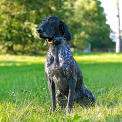 Obroża dla innego psa DOG GPS X25B- pomarańczowy