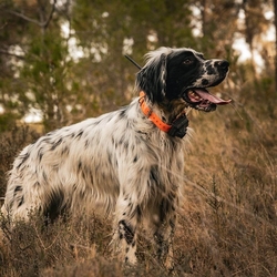 Obroża dla innego psa DOG GPS X25B- pomarańczowy