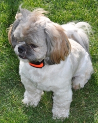 DOG trace d-control 200 mini