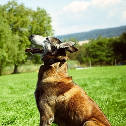 Dog Trace D- control  professional Orange 2000 - elektroniczna obroża treningowa