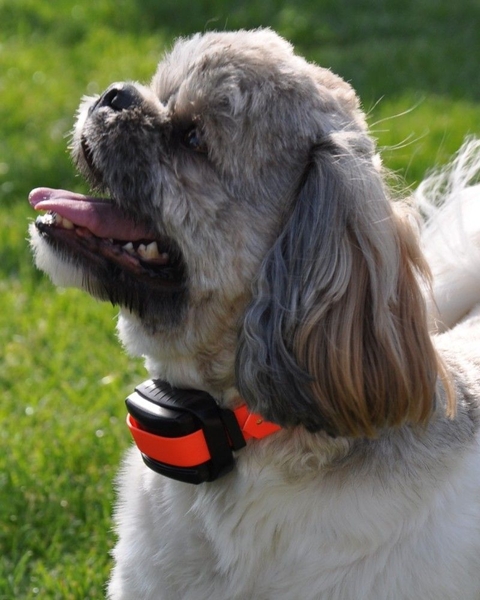 Dog Trace D- control  professional Orange 2000 - elektroniczna obroża treningowa