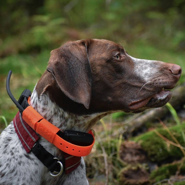 Dog gps x30t hot sale